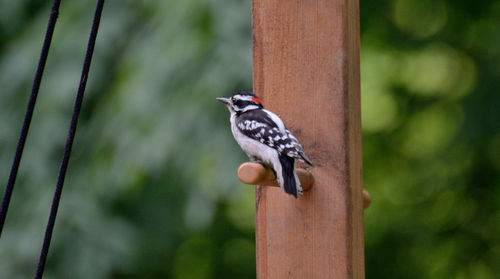 Bird perching on wooden post