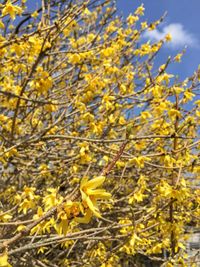 Close-up of yellow flowers