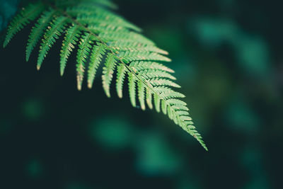 Close-up of fern leaves