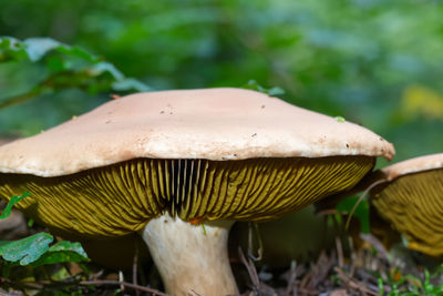 fungus