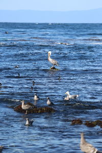 Birds in sea against sky