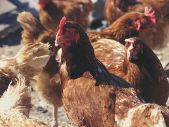 Close-up of hens