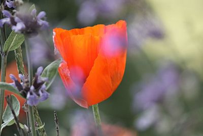 Close-up of flowers