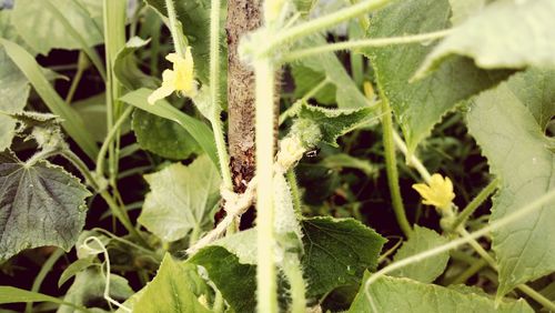 Close-up of insect on plant