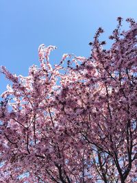 Low angle view of apple blossoms against sky