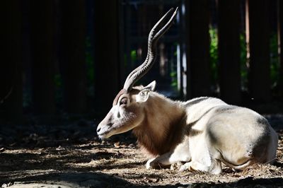 Horns under sunlight