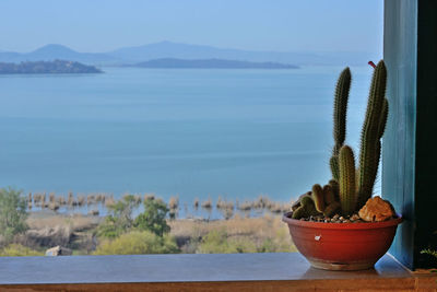 Potted plants by sea against sky