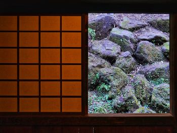 Close-up of trees by window