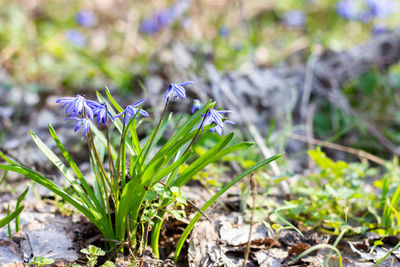 Close-up of purple crocus flowers on field