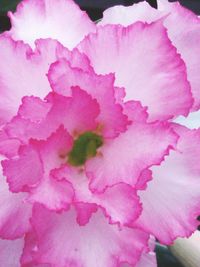 Close-up of pink flowers