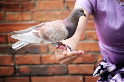 Midsection of person eating bird against wall