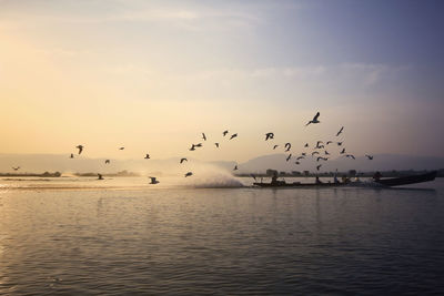 Flock of birds flying over sea