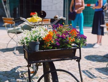 Flower pot in basket on bicycle at street during sunny day