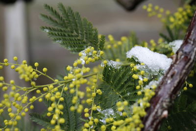 Close-up of snow on plant