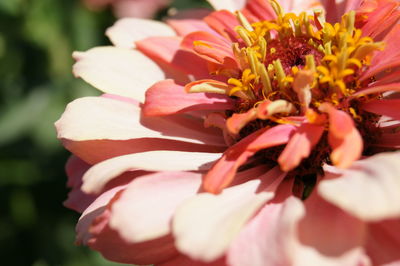 Close-up of pink flowers blooming outdoors