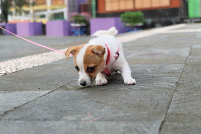 Dog on sidewalk