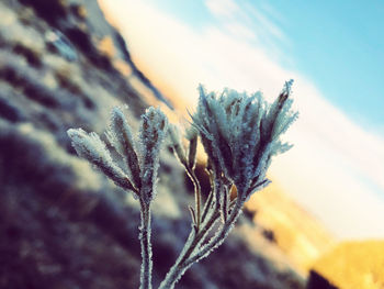 Close-up of frozen plant