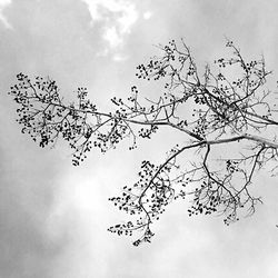 Low angle view of tree against sky