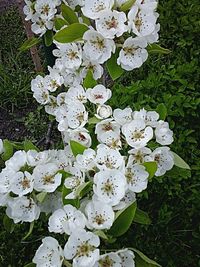 Close-up of white flowers