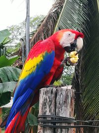 Close-up of parrot perching on tree