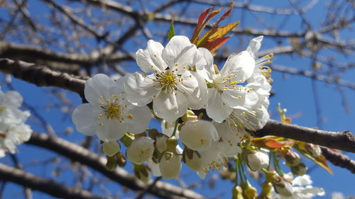 Low angle view of apple blossoms in spring