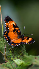 Close-up of butterfly on plant
