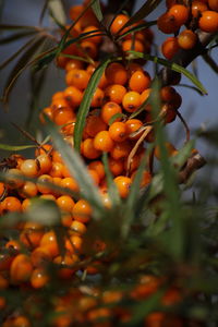 Close-up of fruits on tree