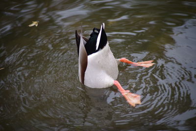 High angle view of duck swimming in lake