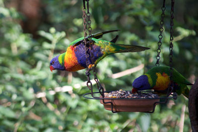 Rainbow lorikeets perching on feeder