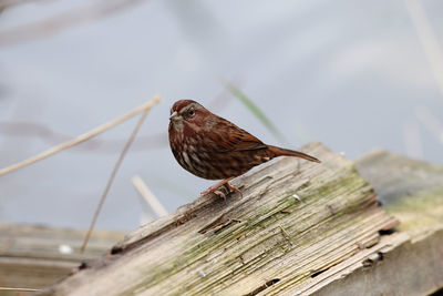 Close-up of bird perching on wood