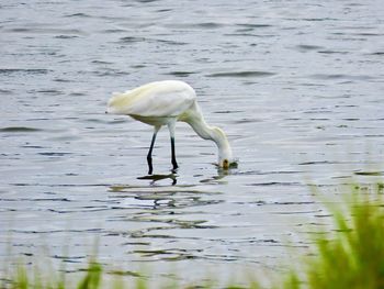 White duck in a lake