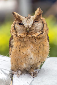 Close-up portrait of owl