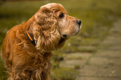 Close-up of a dog looking away