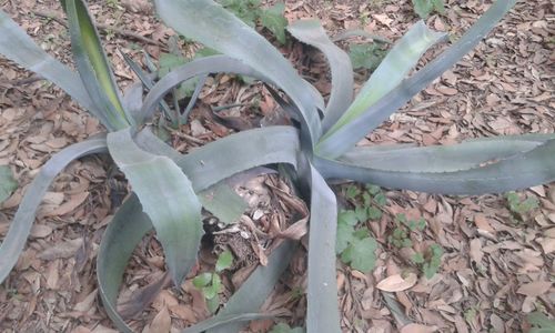 High angle view of succulent plant growing on field