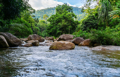 River in forest and river stone with tree and sunlight in nature, view water river tree,