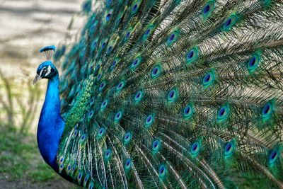 Close-up of peacock