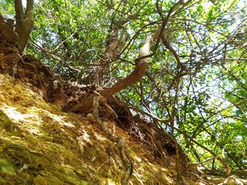 Low angle view of tree in forest
