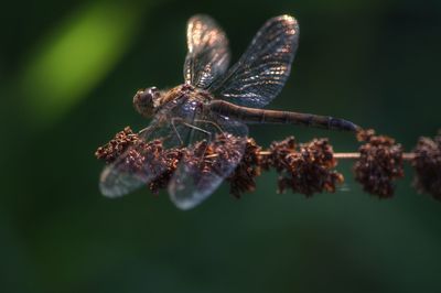 Close-up of insect on plant