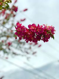 Close-up of red flowering plant