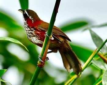 Close-up of bird perching on branch