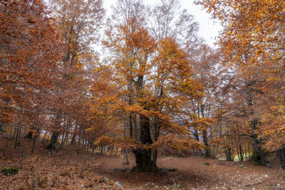 Trees in forest during autumn