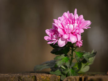 Close-up of pink flowering plant