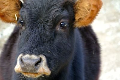 Close-up portrait of lion
