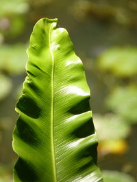 Close-up of nest fern green leaves 