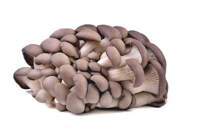 Directly above shot of blueberries against white background