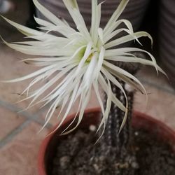 Close-up of white flower