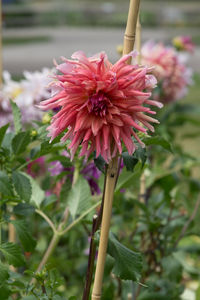 Close-up of pink flower