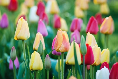 Close-up of pink tulips