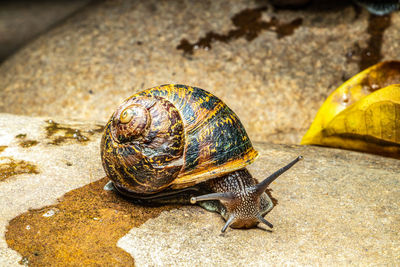 Close-up of snail on rock 