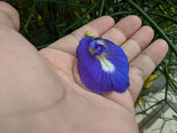 Close-up of hand holding purple flower